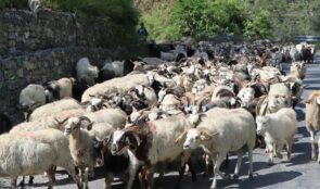 यस वर्ष सस्तियो भेडाच्याङग्राको मूल्य