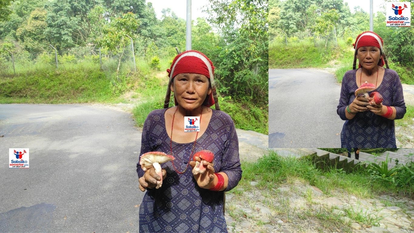 जङ्गली च्याउ वर्षौंदेखि जोखिम मोलेर खोज्दै मिना , जीविकोपार्जनमै सहज ।
